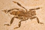 Rare insect fossil reveals 100 million years of evolutionary stasis