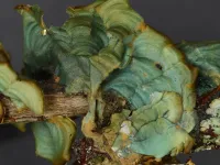 Rare lichen unique to Florida discovered in museum collections, may be extinct