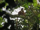 Rare monkey photographed  in Congos newest national park, Ntokou-Pikounda