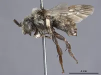 Rarest bee genus  in North America is not so rare after all