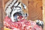 Raw meat diet may not be enough for cats (or tigers)