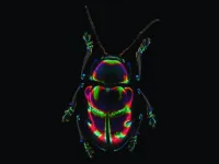 Reading the genome and understanding evolution: Symbioses and gene transfer in leaf beetles