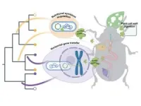 Reading the genome and understanding evolution: Symbioses and gene transfer in leaf beetles 2