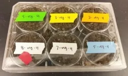 Rebuilding soil microbiomes in high-tunnel agricultural systems focus of study