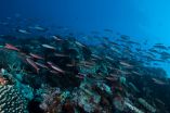 Recipe for saving coral reefs: Add more fish 2