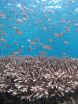 Recovery potential for the worlds coral reef fish