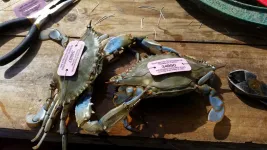 Recreational blue crab harvest in Maryland higher than current estimates