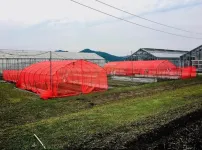 Red nets signal “stop” to insect pests, reduce need for insecticides