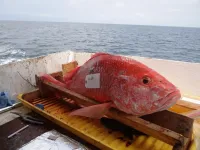 Red Snapper in the Gulf show signs of stress