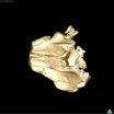 Redescription of the oldest-known dolphin skull sheds light on their origins and evolution 2