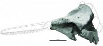 Redescription of the oldest-known dolphin skull sheds light on their origins and evolution 3