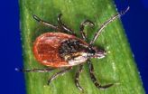 Reducing deer populations may reduce risk of Lyme disease