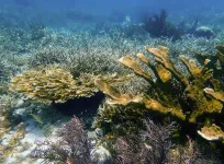 Reef-building corals and the microscopic algae within their cells evolve together