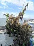 Reefs made from culled trees can help kickstart sea life in threatened waters