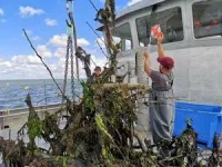 Reefs made from culled trees can help kickstart sea life in threatened waters 3