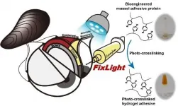 Regenerating damaged eyes with mussel protein and amniotic membrane