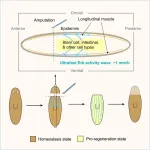 Regeneration might be a whole-body affair