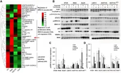 Regorafenib synergizes with TAS102 against multiple gastrointestinal cancers