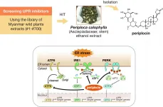 Regulation of protein homeostasis by cardiac glycosides