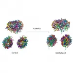 Regulation of the genome affects its 3D structure