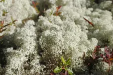 Reindeer lichens are having more sex than expected