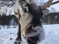 Reindeer sleep while chewing their cud