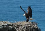 Reintroduced Channel Islands eagles thrive on a diet of seabirds and fish