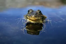 Reintroduction of resistant frogs facilitates landscape-scale recovery in the presence of a lethal fungal disease