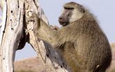 Relationship between social status and wound-healing in wild baboons