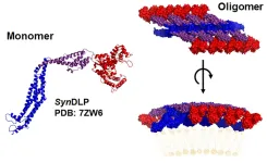 Relatives discovered: Membrane proteins of cyanobacteria and higher organisms are structurally highly similar