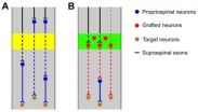 Relay strategies combined with axon regeneration: A promising approach to restore spinal cord injury