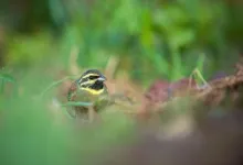 Relocated songbirds can successfully learn the diversity of song they need to survive