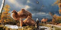 Remains of extinct giant camel discovered in High Arctic by Canadian Museum of Nature