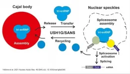 Remarkable new insights into the pathology of Usher syndrome