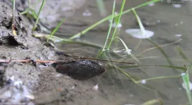 Remarkable squirting mussels captured on film