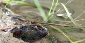 Remarkable squirting mussels captured on film 2