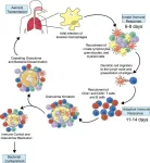 Remodeling the immune system to fight tuberculosis