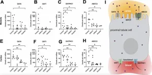 Renal transporter genes and uremic toxins in aging cats with chronic kidney disease