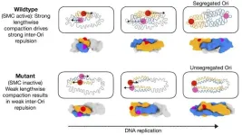 Replicating bacteria DNA relies on accordionlike folds to separate