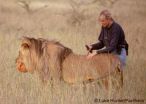 Report: Captive lion reintroduction programs in Africa operate under conservation myth