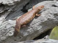 Reptile roadkill reveals new threat to endangered lizard species