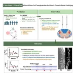 Research alert: Neural stem cell transplantation shows promise for treating chronic spinal cord injury