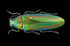 Research Brief: Jewel beetles evolve to see new colors by duplicating their genes