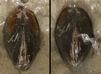 Research Brief: Jewel beetles evolve to see new colors by duplicating their genes 3