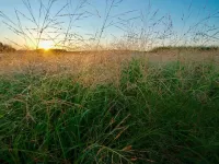 Research enhances understanding of switchgrass, an important bioenergy crop