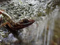 Research explores the cooling effects of ‘scuba-diving’ in lizards