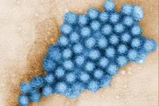 Research identifies key antibodies for development of broadly protective norovirus vaccine 2