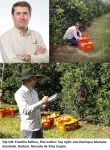 Research identifies more sustainable, cost-effective approach to treating citrus canker