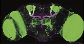 Research in fruit flies pinpoints brain pathways involved in alcohol-induced insomnia