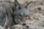 Research indicates coyote predation on deer in East manageable